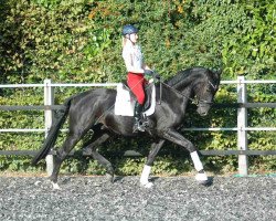 dressage horse Chiron W (Hanoverian, 2011, from Conteur)