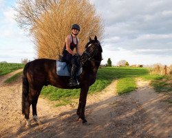 dressage horse Carismo 27 (Trakehner, 2008, from Checkpoint)