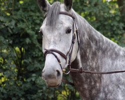 jumper Horess (Latvian Warmblood, 2012, from Hasans)