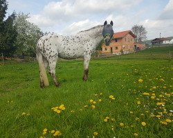 horse Tycoon (German Riding Pony, 1986, from Drayton Bubbling Gold)