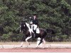 dressage horse Paula 62 (unknown, 1996)