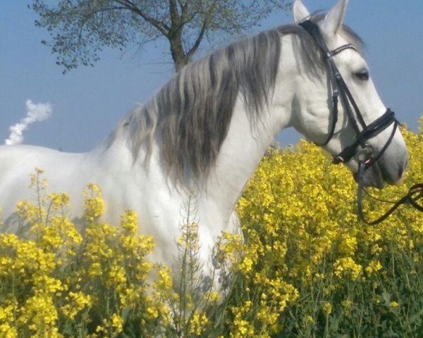 dressage horse Lara (Pura Raza Espanola (PRE), 2006)