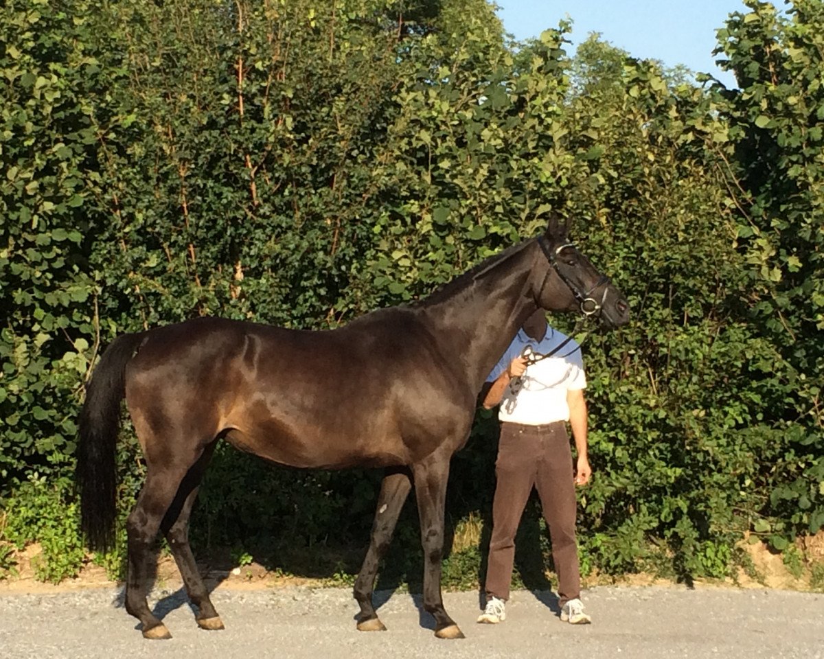 broodmare Mirabilis V (Trakehner, 1999, from Caprimond)