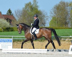 dressage horse Sortario (Oldenburger, 2008, from Jimmie Choo Seq)