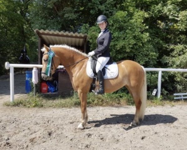 dressage horse Wirginia 2 (Haflinger, 2011)