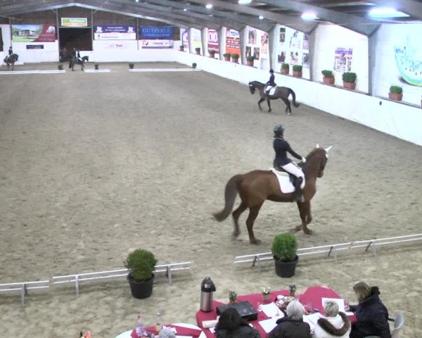 Reitturnier Viernheim 2018