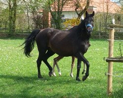 broodmare Laura H (Württemberger,  , from Mr. Woodman xx)