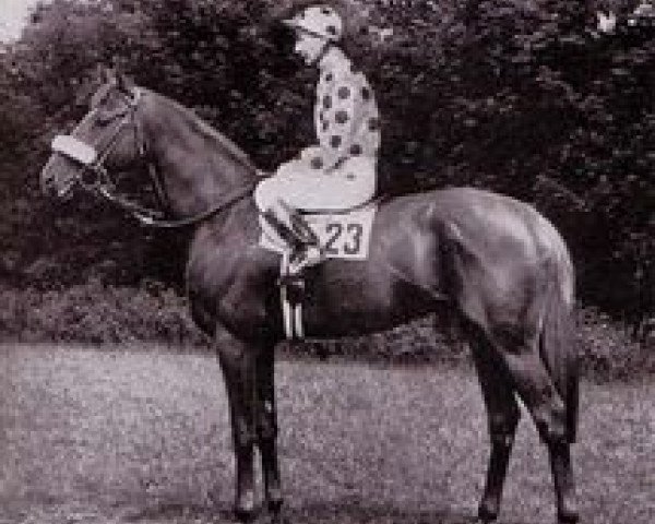 stallion Psidium xx (Thoroughbred, 1958, from Pardal xx)