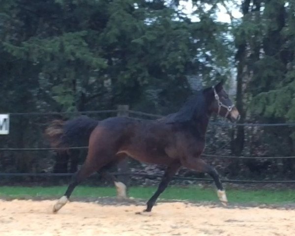 horse Donna Fee (Hanoverian, 2017, from Don Index)