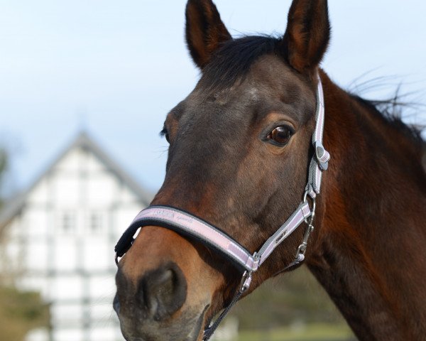 Zuchtstute Polarfreude (Trakehner, 2002, von Finley M)