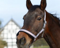 Zuchtstute Polarfreude (Trakehner, 2002, von Finley M)