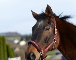 broodmare Polarlicht IV (Trakehner, 1993, from Consul)