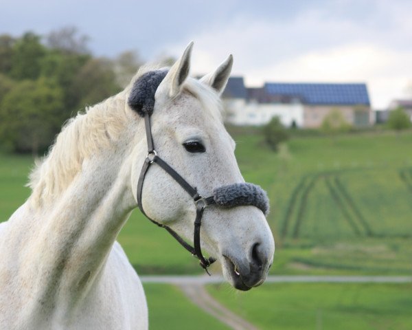 Zuchtstute Liliace (Westfale, 1999, von Lamoureux I)