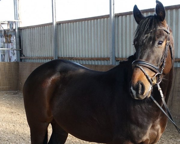 dressage horse Dexter (Hanoverian, 2014, from Don Index)