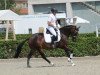 broodmare Gloria MZ DSP (German Riding Pony, 2010, from FS Cover Boy)