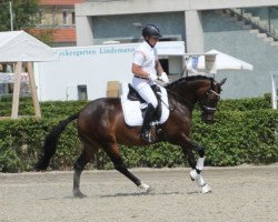 broodmare Gloria MZ DSP (German Riding Pony, 2010, from FS Cover Boy)