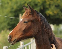 Springpferd Conerpel CL (Rheinländer, 2014, von Con Chello)