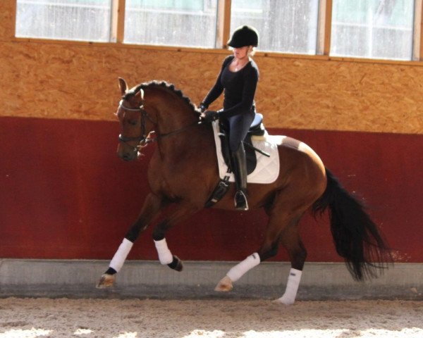 dressage horse Dünengold (Hanoverian, 2014, from Damsey FRH)