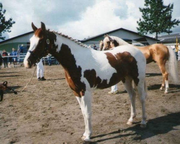 broodmare HOELGAARD'S CASSANDRA (Pinto with riding horses pedigree, 1998, from Playboy)