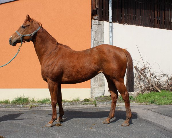 broodmare Miss Amber xx (Thoroughbred, 2010, from Big Shuffle xx)