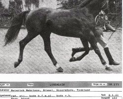 stallion Lohengrin DH 133 (Hanoverian, 1961, from Lugano I 3963)