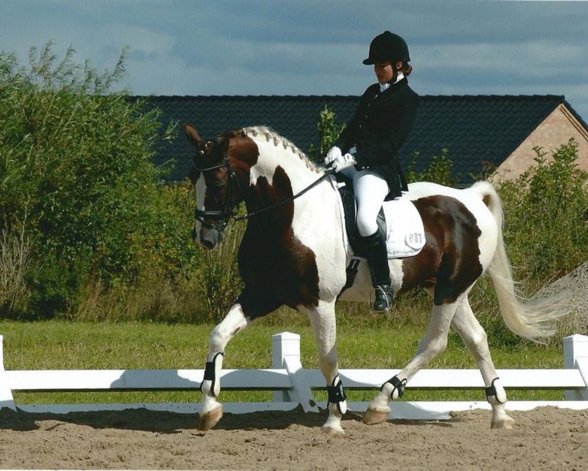 Pferd Playboy (Pinto mit Reitpferdepedigree, 1993, von Make my Day)