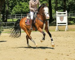 jumper Night Fly E (German Riding Pony, 2002, from Now or never de Montmain)