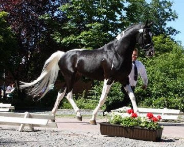 stallion B.Hoelgaard's Boston JT (KWPN (Royal Dutch Sporthorse), 2006, from Voice)