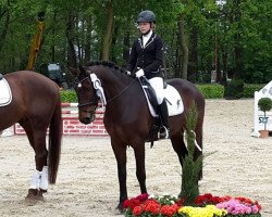 dressage horse Quintano 33 (Westphalian, 2008, from Quinta Real)