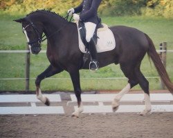 dressage horse Dante EM (Bavarian, 2013, from Delamanga)