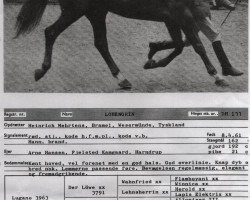 stallion Lohengrin (Danish Warmblood, 1961, from Lugano I 3963)