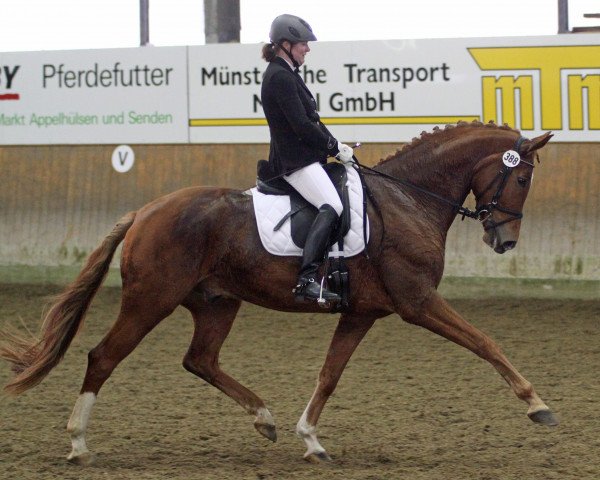 dressage horse Rock it 5 (Westphalian, 2012, from Real Diamond)