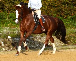 broodmare Rhiannon (Bavarian, 2009, from Don Diamond)