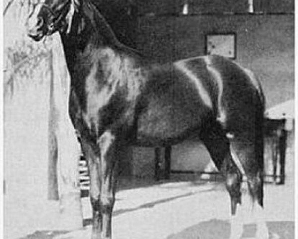 stallion Ferdin ox (Arabian thoroughbred, 1927, from Nureddin II 1911 ox)