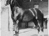 Deckhengst Ferdin ox (Vollblutaraber, 1927, von Nureddin II 1911 ox)