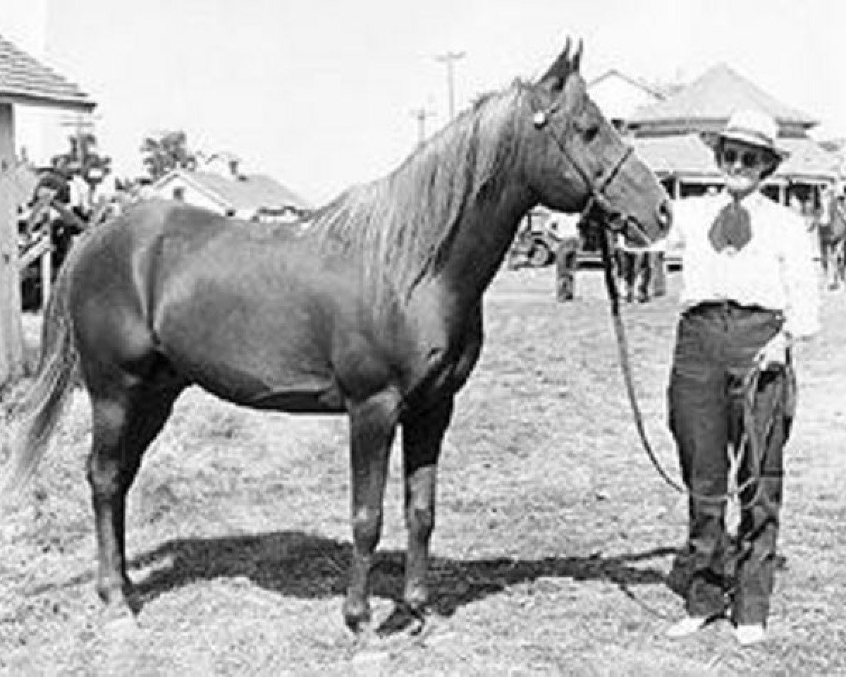 stallion Ferras ox (Arabian purebred, 1932, from Ferdin ox)