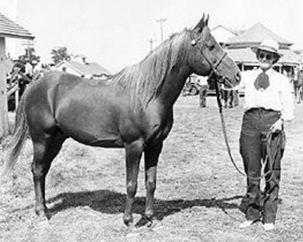 stallion Ferras ox (Arabian thoroughbred, 1932, from Ferdin ox)