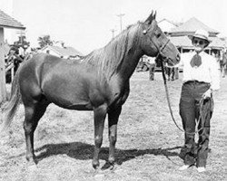 stallion Ferras ox (Arabian thoroughbred, 1932, from Ferdin ox)