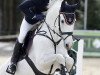 jumper Chardonnay 82 (Oldenburg show jumper, 2008, from Champion du Lys)