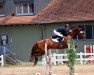 dressage horse Daysy S (Mecklenburg, 2012, from D'Olympic)