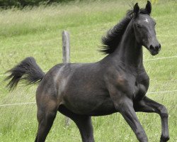 jumper Quadra 2 (Oldenburg show jumper, 2012, from Quadros 3)