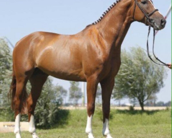 stallion Lopez Gr (Bavarian, 2010, from Lord Z)