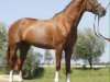 stallion Lopez Gr (Bavarian, 2010, from Lord Z)