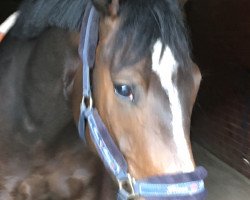 dressage horse Naava (Belgian Warmblood, 2013, from Franziskus FRH)