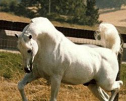 stallion Figuroso ox (Arabian thoroughbred, 1966, from Tabal ox)