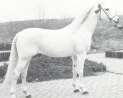 stallion Jalisco ox (Arabian thoroughbred, 1971, from Figuroso ox)