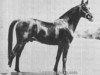 Deckhengst Sirio III ox (Vollblutaraber, 1925, von Ursus ox)