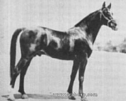 stallion Sirio III ox (Arabian thoroughbred, 1925, from Ursus ox)