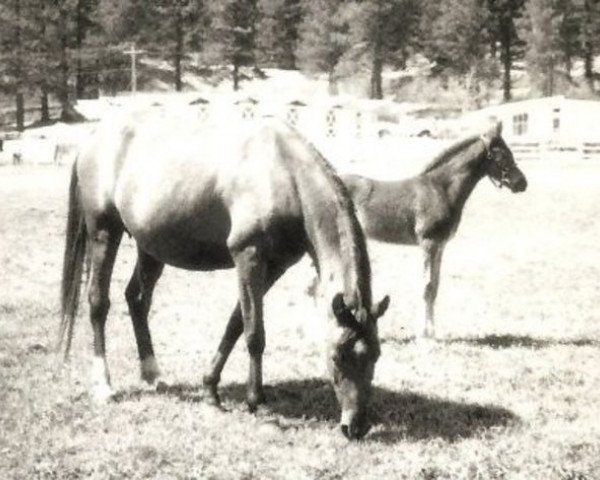 Zuchtstute Talia III ox (Vollblutaraber, 1953, von Dante ox)