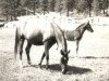 broodmare Talia III ox (Arabian thoroughbred, 1953, from Dante ox)